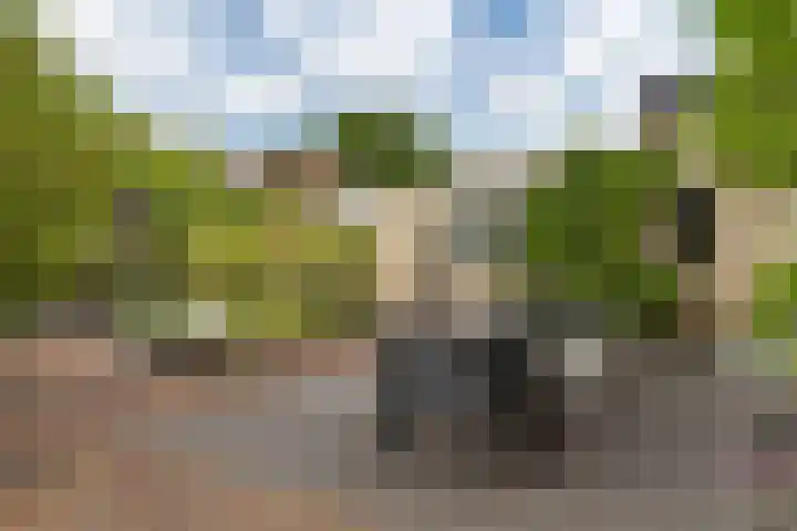 Dwergstern 3 Emmen thumbnail 37