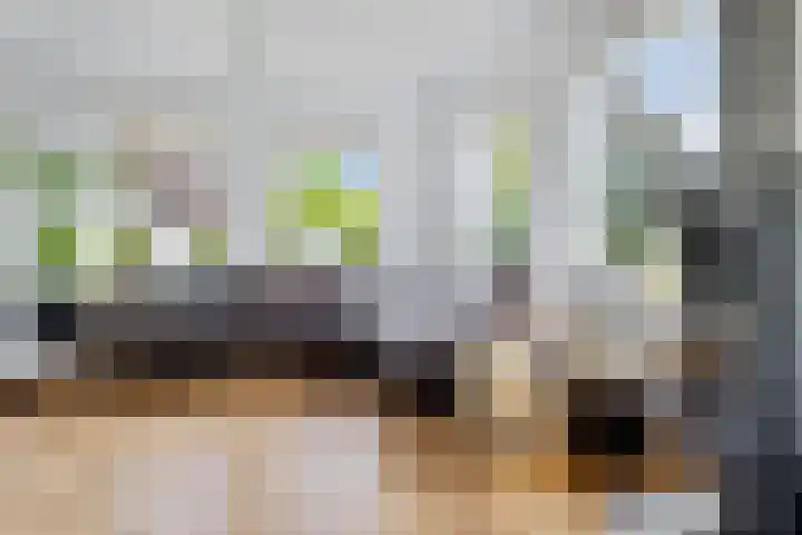 Dwergstern 3 Emmen thumbnail 9