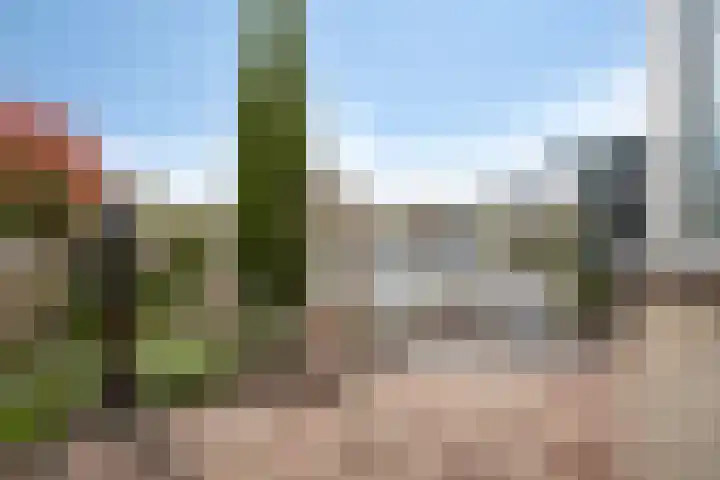 Dwergstern 45 Emmen thumbnail 45