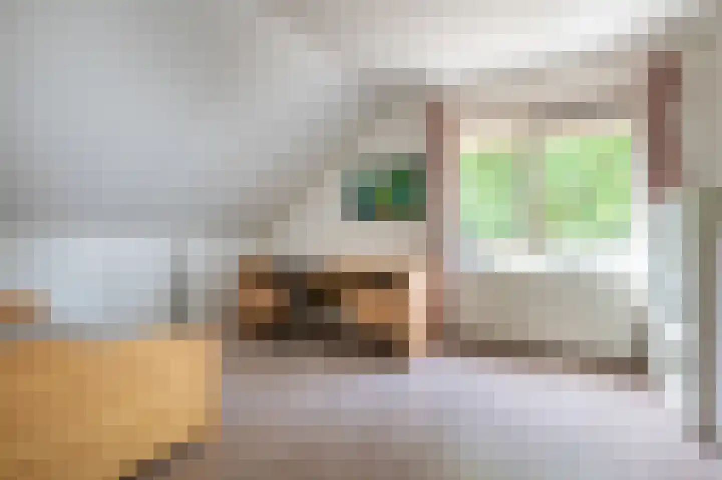 Dwerguil 10 Emmen thumbnail 19