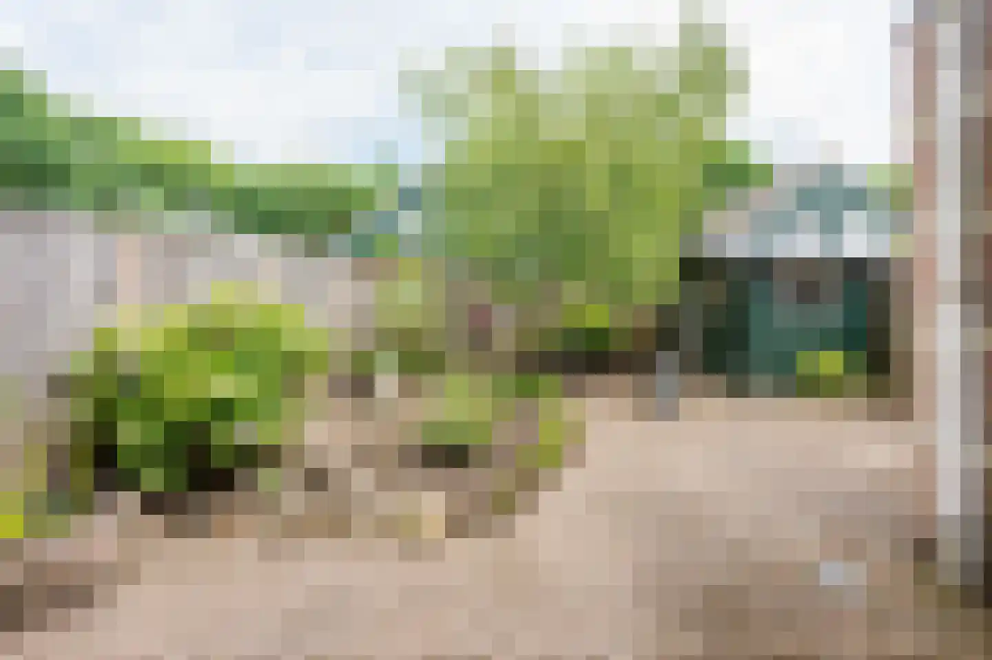 Dwerguil 10 Emmen thumbnail 22