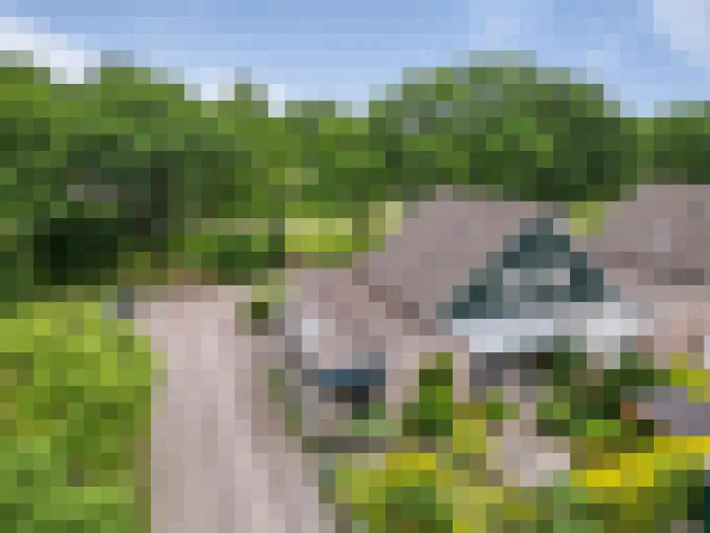 Dwerguil 4 Emmen thumbnail 29