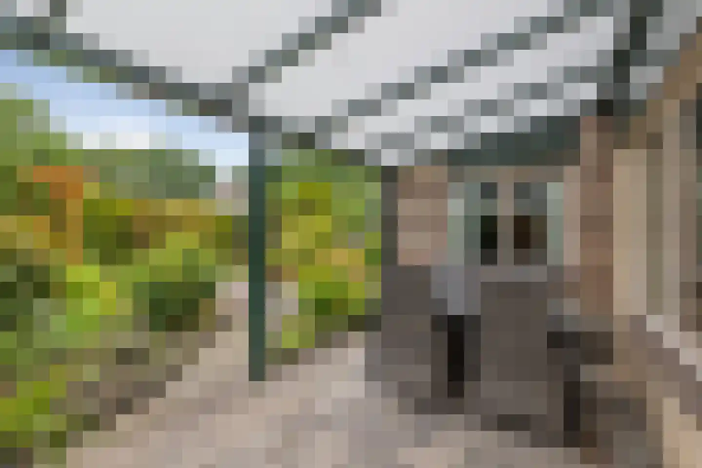 Dwerguil 4 Emmen thumbnail 34
