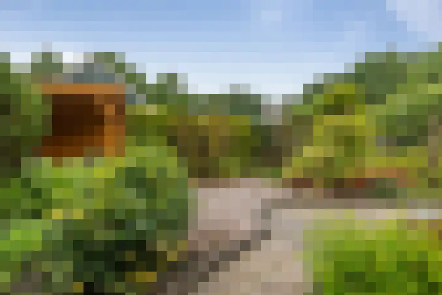 Dwerguil 4 Emmen thumbnail 36