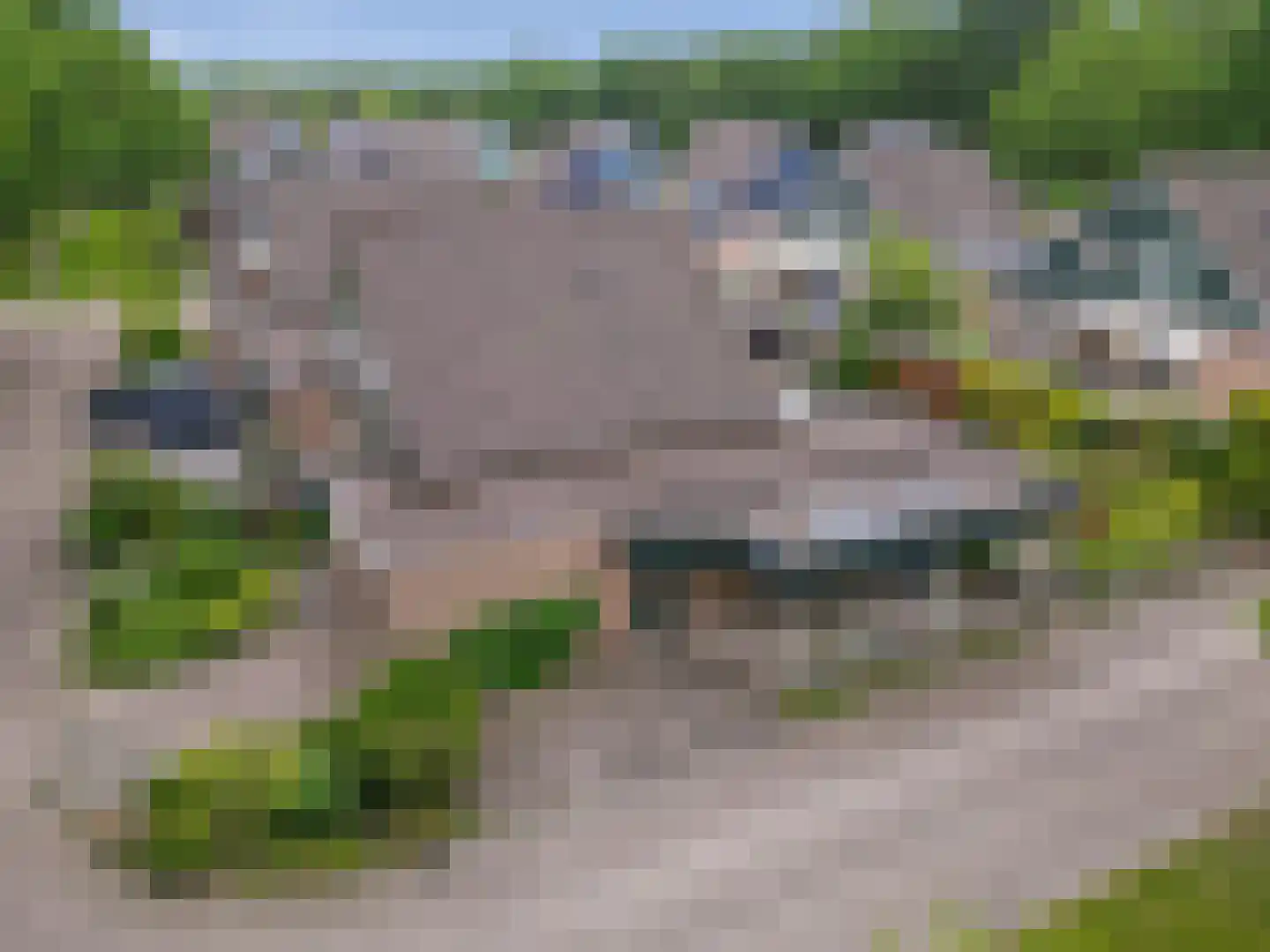 Dwerguil 4 Emmen thumbnail 37
