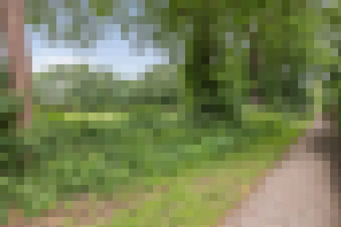 Dwerguil 4 Emmen thumbnail 44