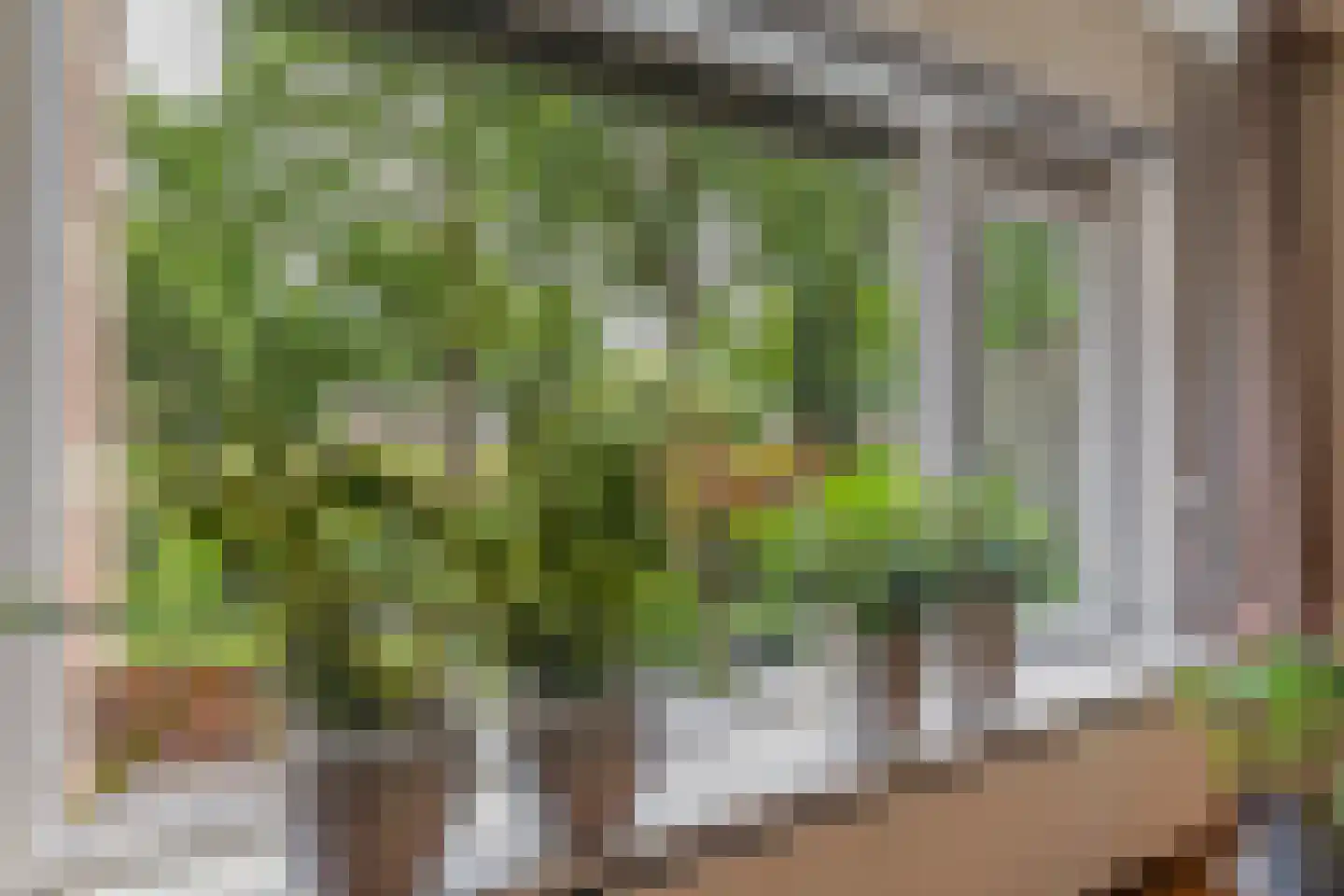 Dwerguil 4 Emmen thumbnail 9