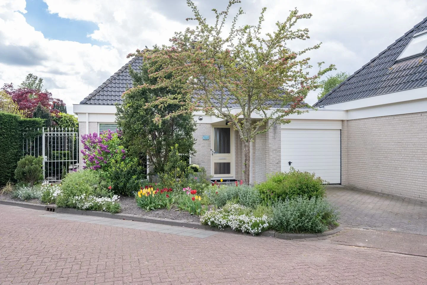 Dwergvinvis 28 Heerhugowaard thumbnail 29