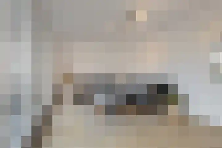 Dwingel 22 Steenbergen thumbnail 22