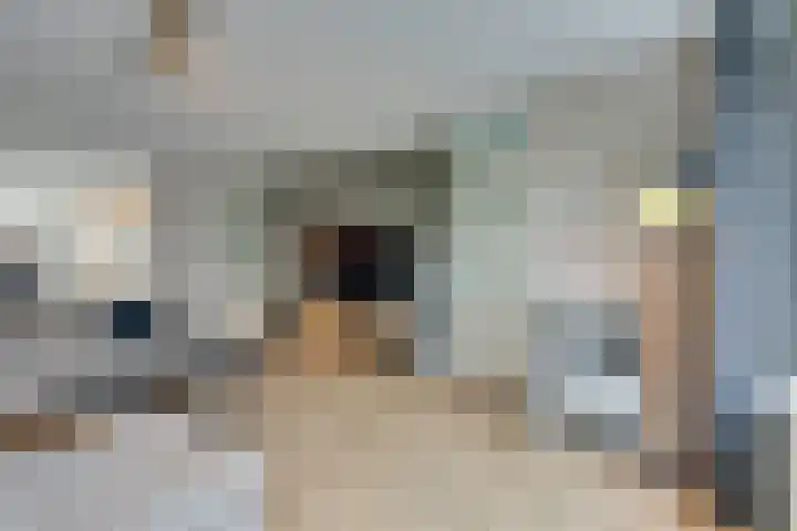 Dwingel 31 De Goorn thumbnail 14