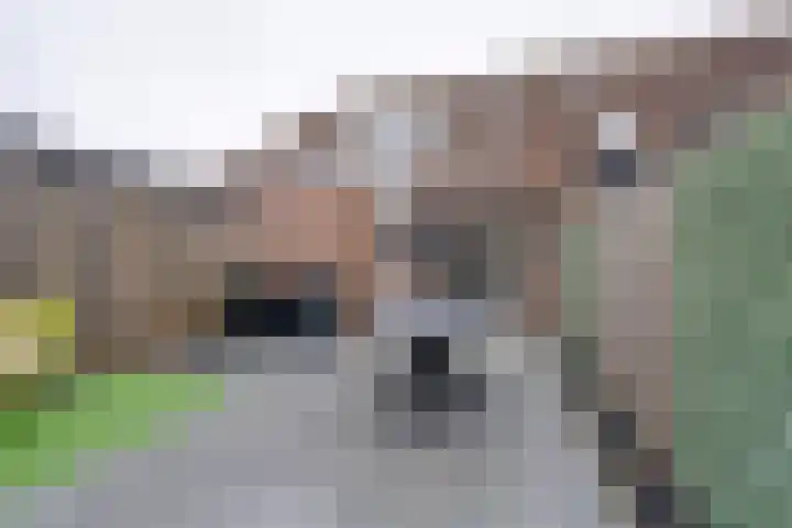 Dwingel 31 De Goorn thumbnail 30