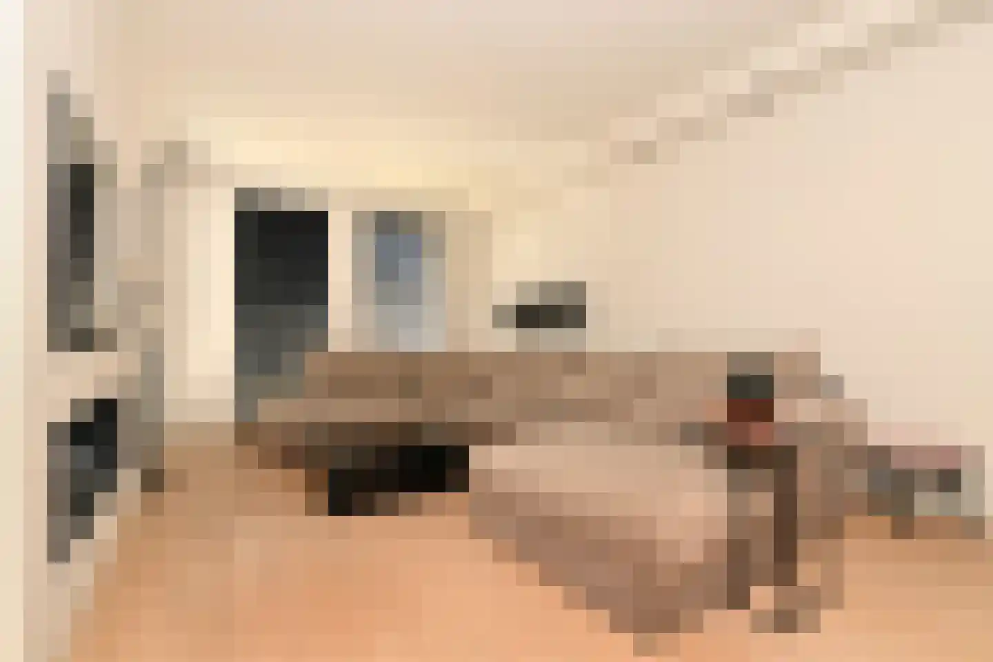 Dwingel 8 Steenbergen thumbnail 19
