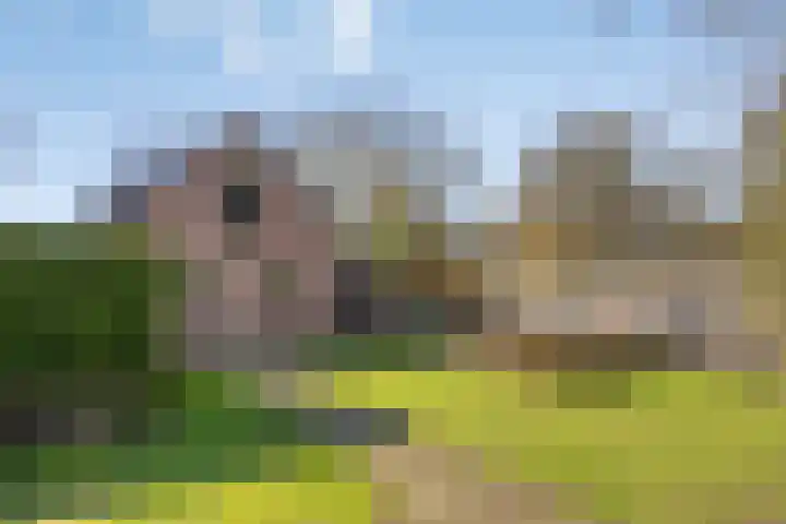 Dwingelderdijk 23 Dwingeloo thumbnail 46