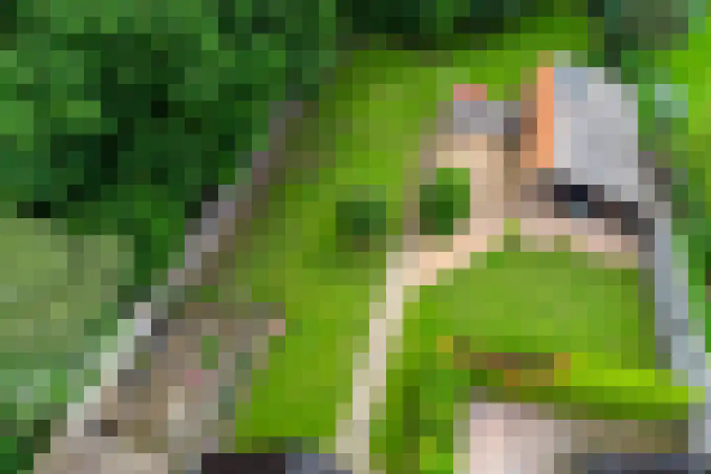 Dwingelderdijk 23 Dwingeloo thumbnail 64