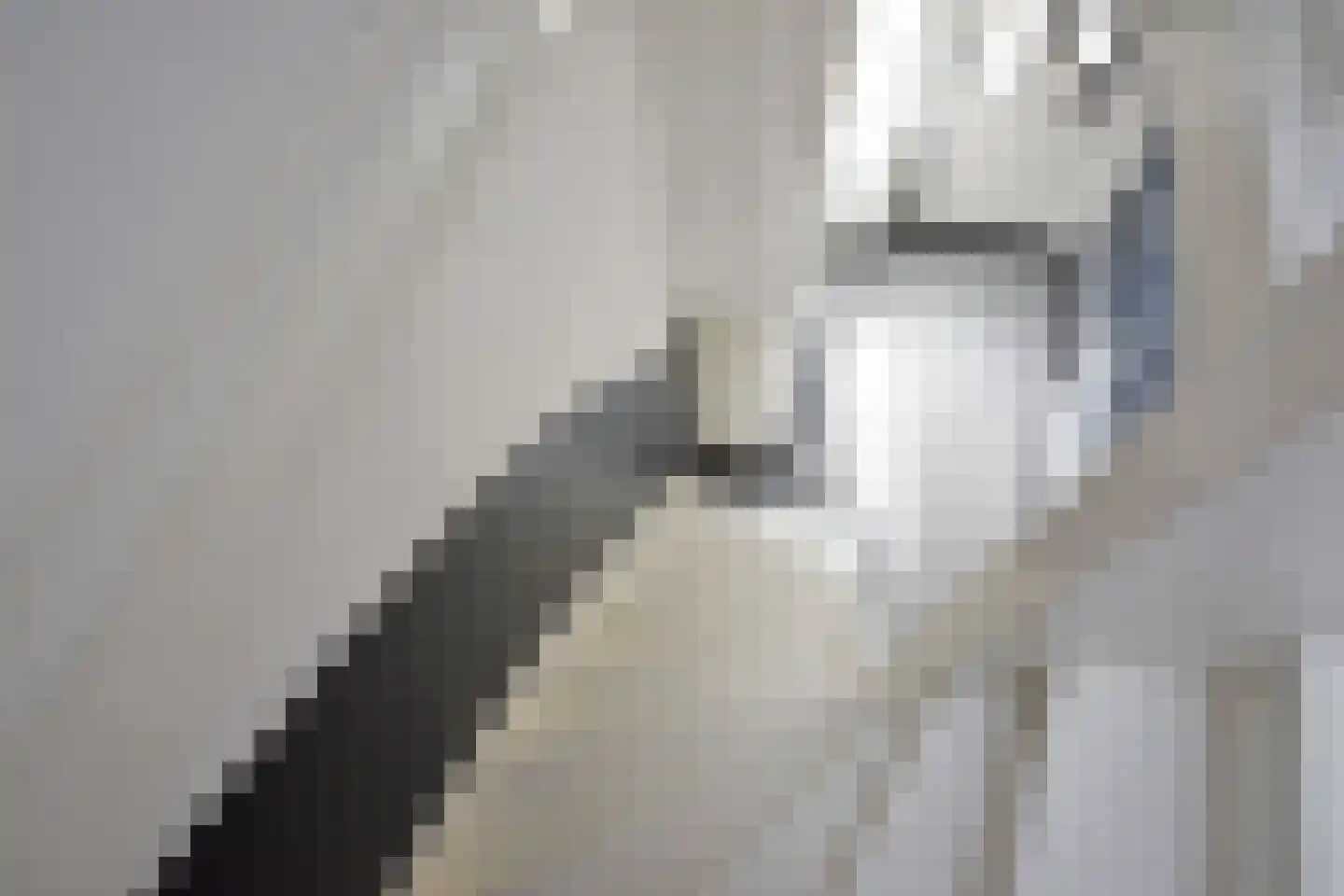 Easterein 16 Garyp thumbnail 45