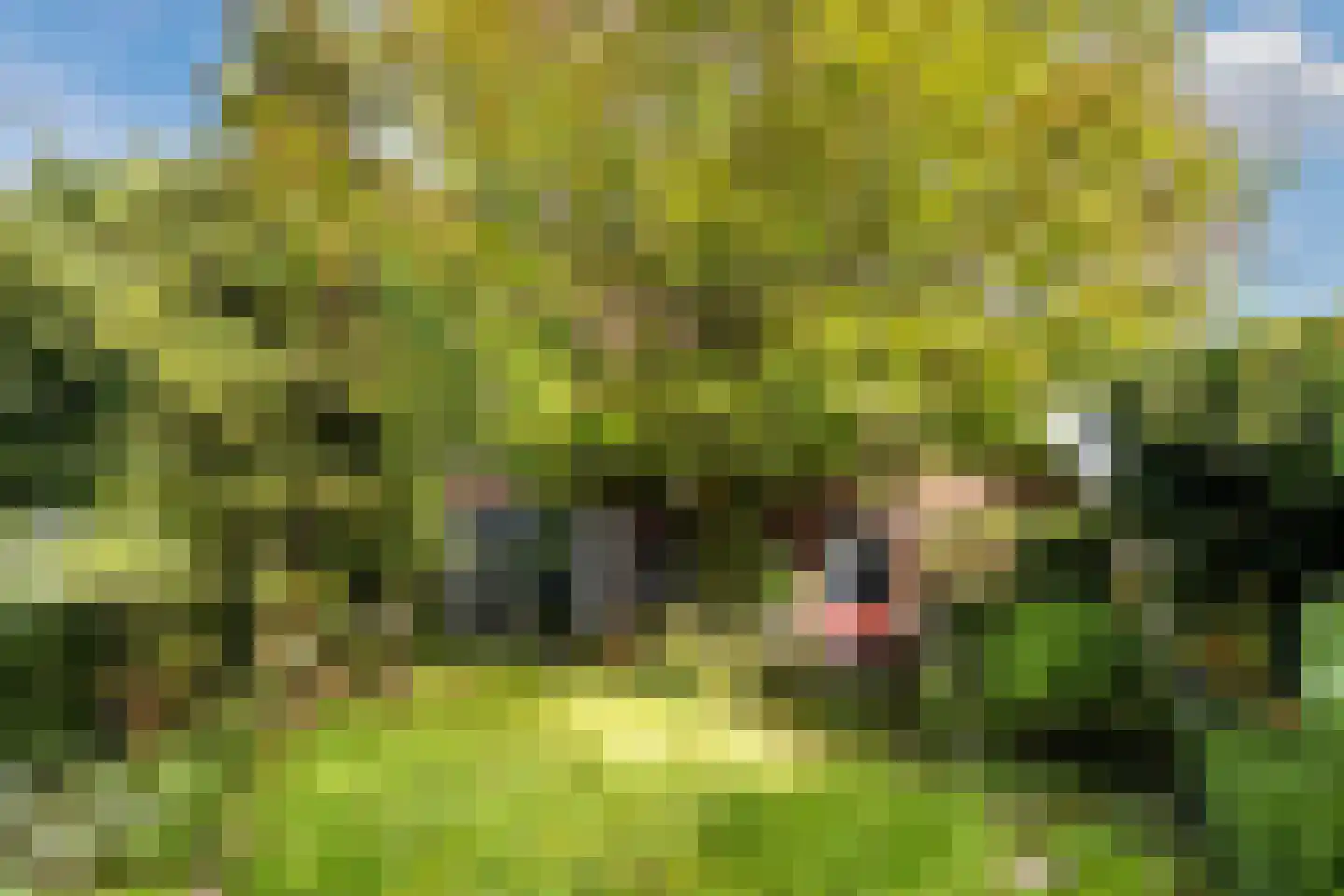 Ebbenerve 21 Oosterwolde Gld thumbnail 44