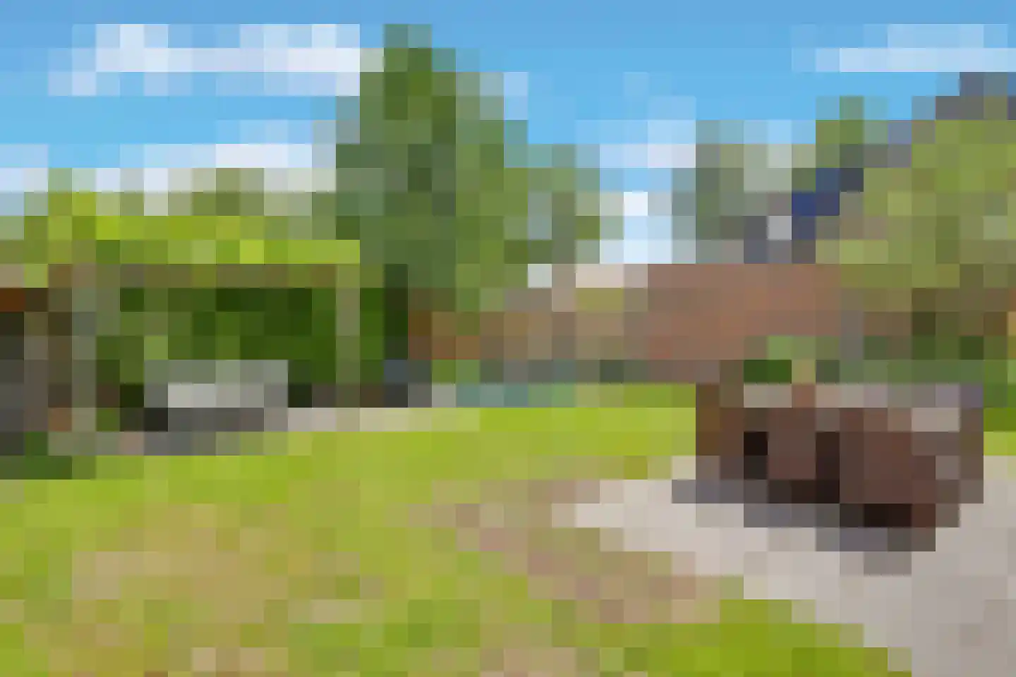 Ebbenerve 6 Oosterwolde Gld thumbnail 41