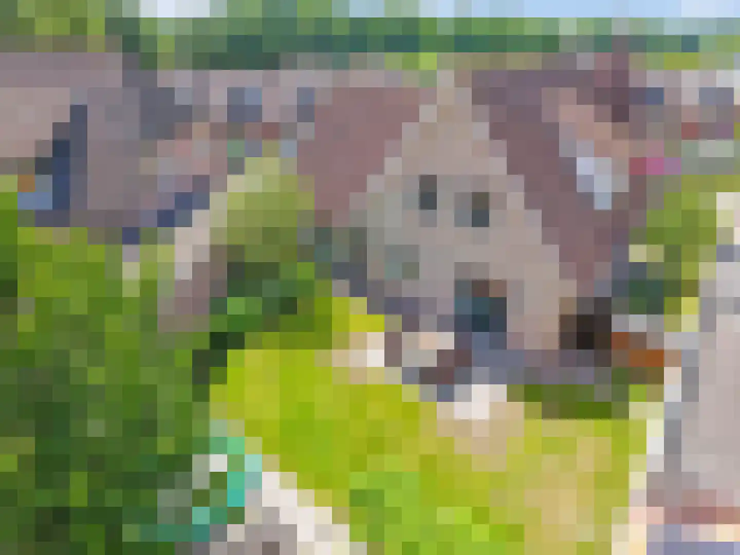 Ebbenerve 6 Oosterwolde Gld thumbnail 48