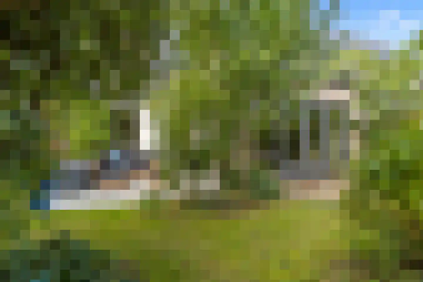 Ebbenhout 12 Houten thumbnail 17