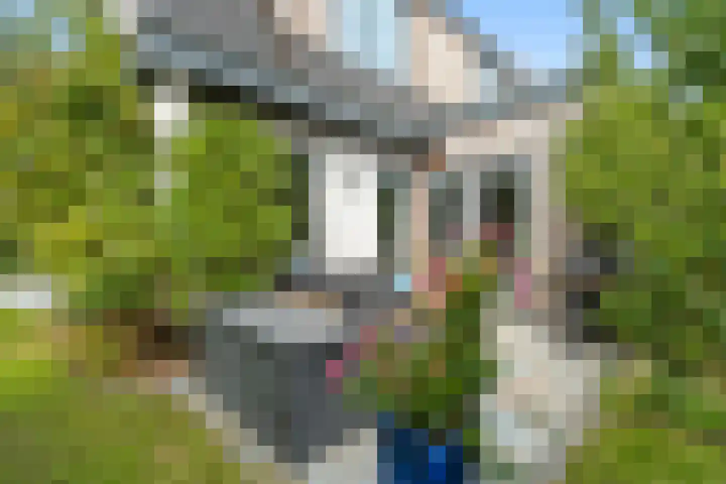 Ebbenhout 12 Houten thumbnail 18