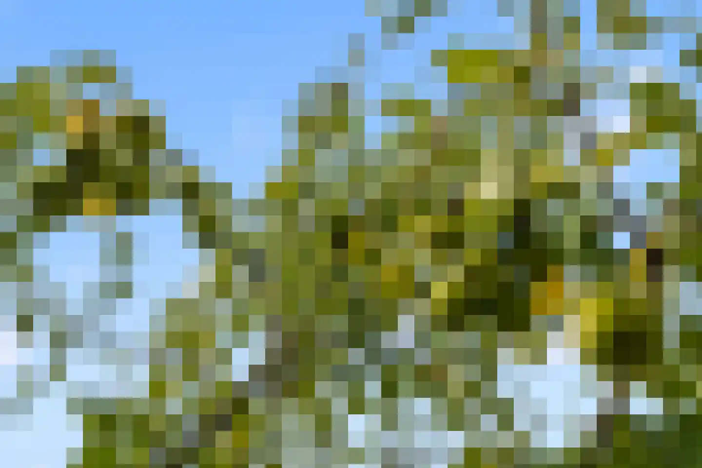 Ebbenhout 12 Houten thumbnail 22