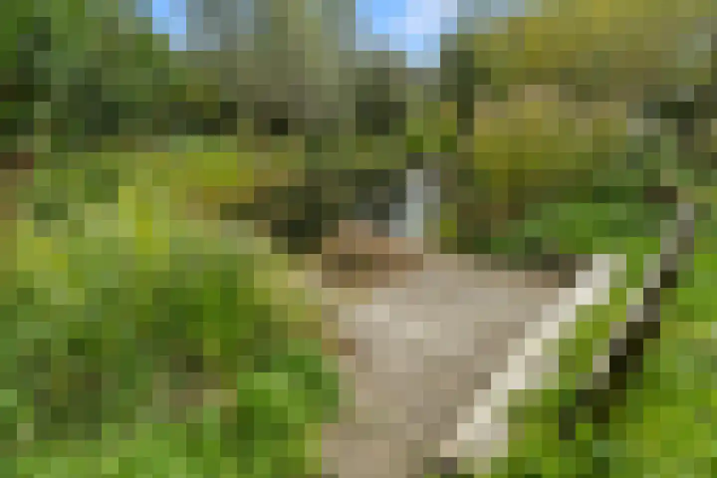 Ebbenhout 12 Houten thumbnail 28
