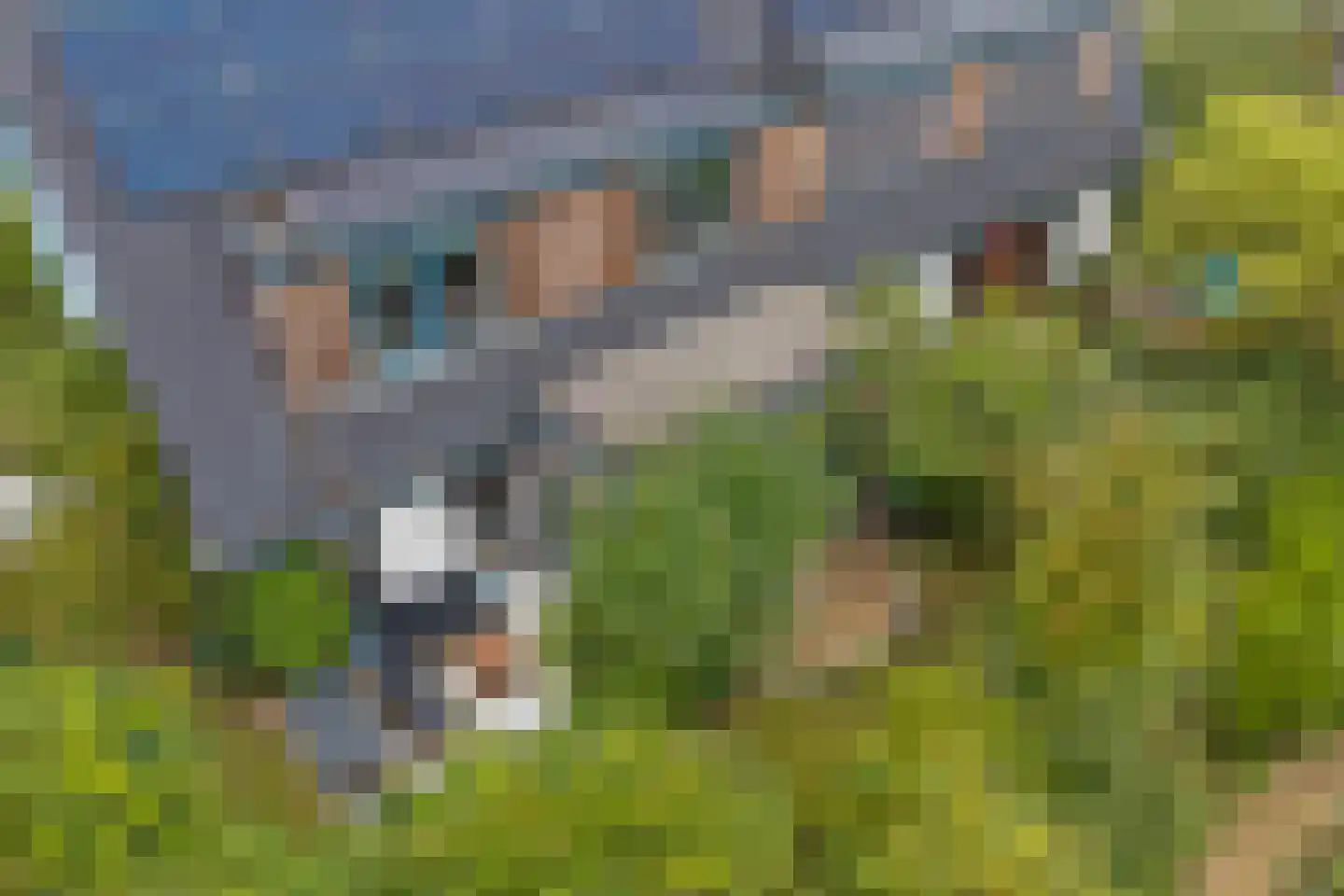 Ebbenhout 12 Houten thumbnail 49
