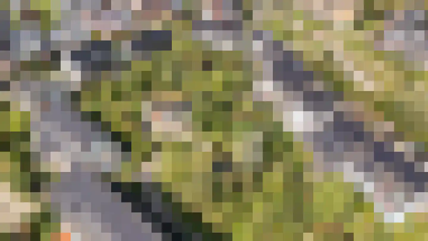 Ebbenhout 12 Houten thumbnail 52