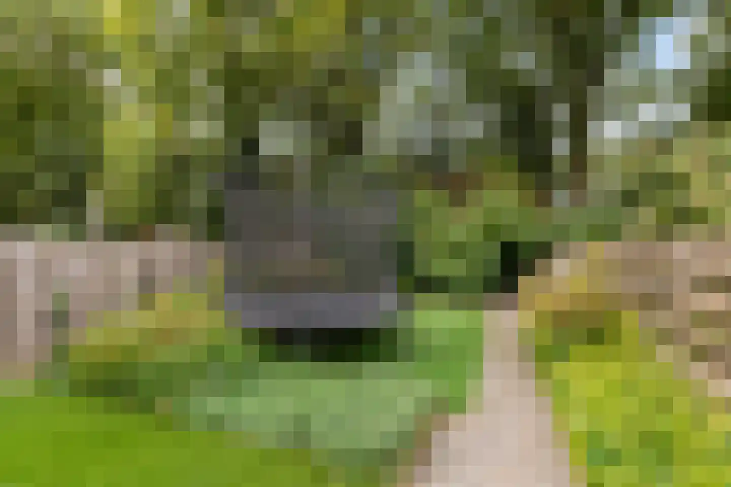 Ebbingekamp 43 Zuidlaren thumbnail 28