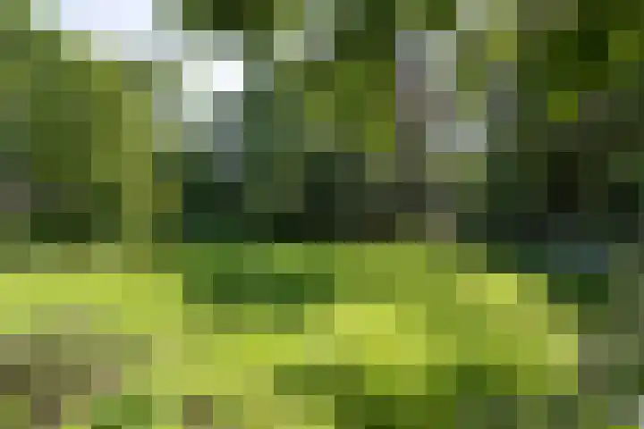 Ebbingeweg 6 Bentveld thumbnail 29