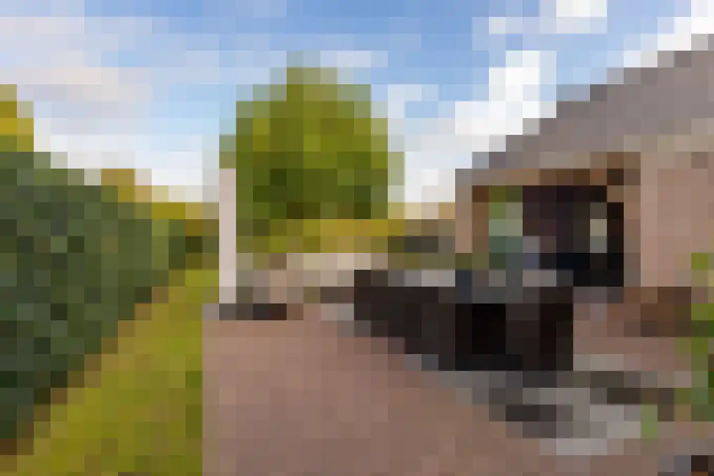 Edelhert 4 Hoogeveen thumbnail 61