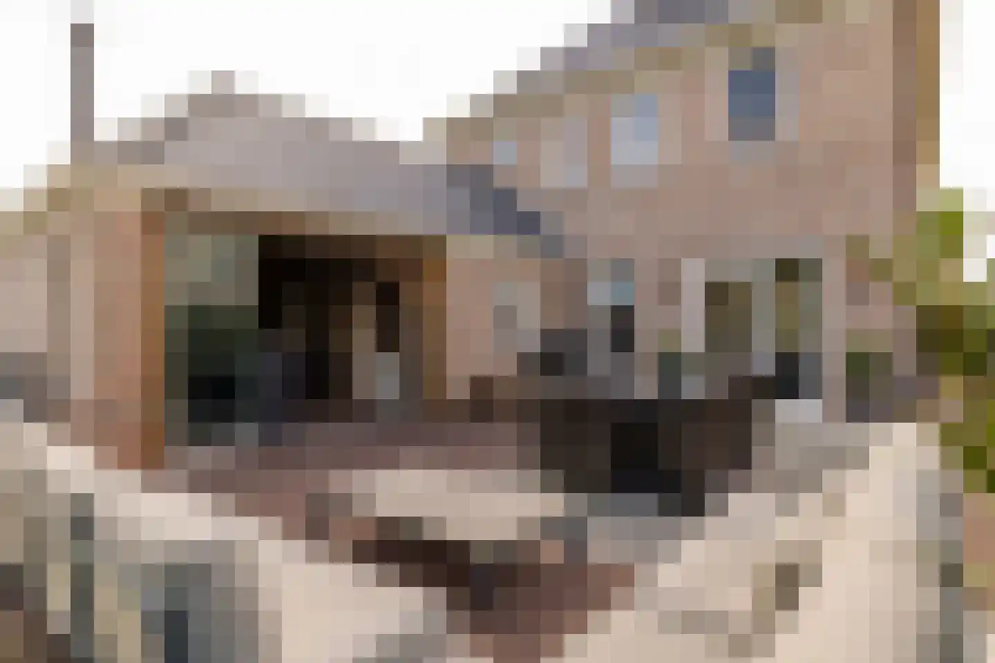 Edelhert 4 Hoogeveen thumbnail 63