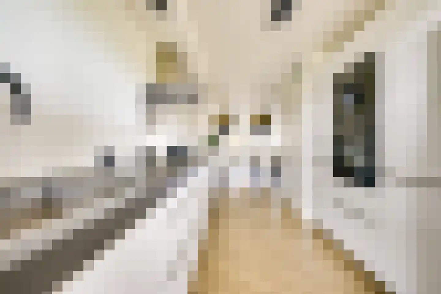 Edelsteen 184 Houten thumbnail 17