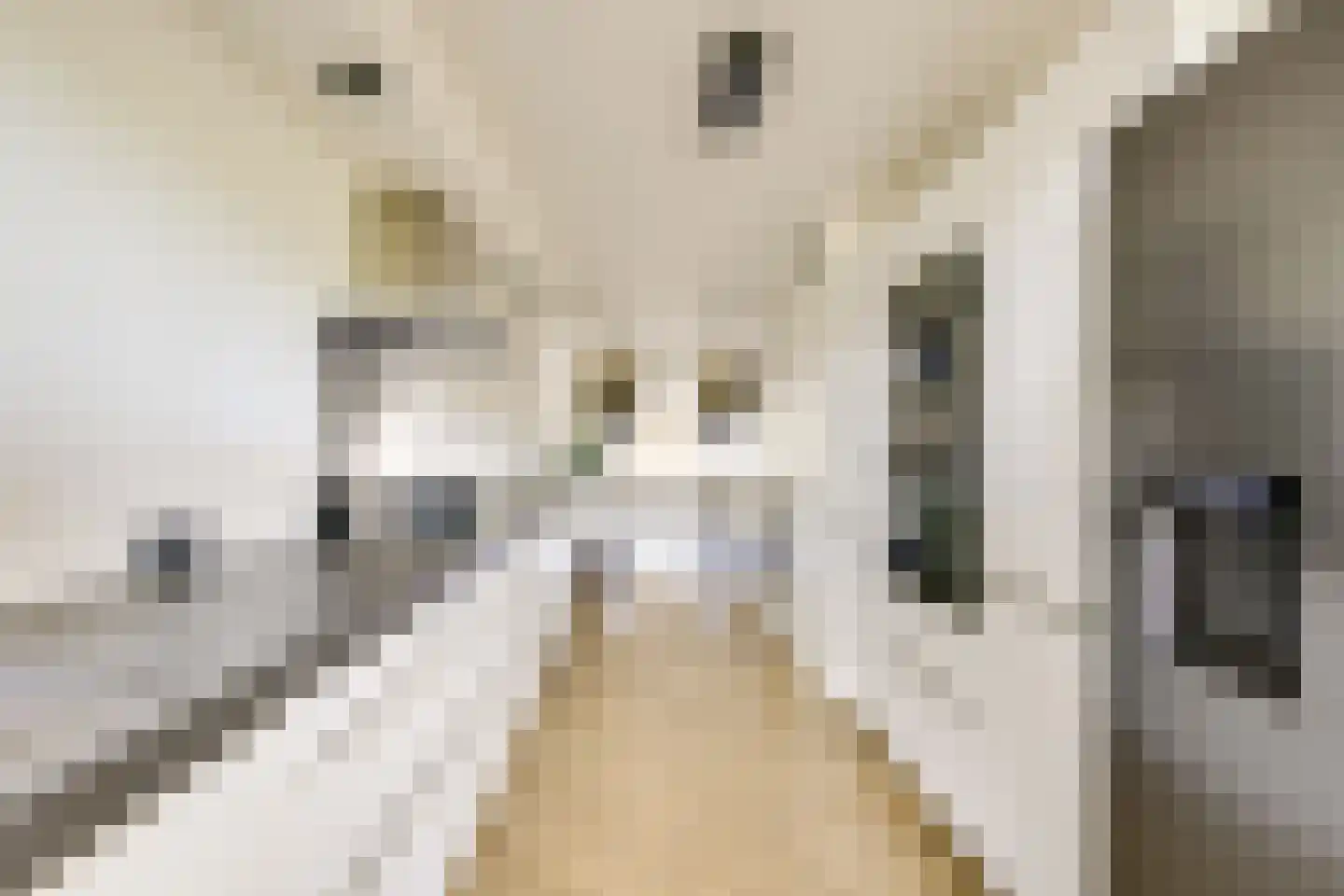 Edelsteen 184 Houten thumbnail 18
