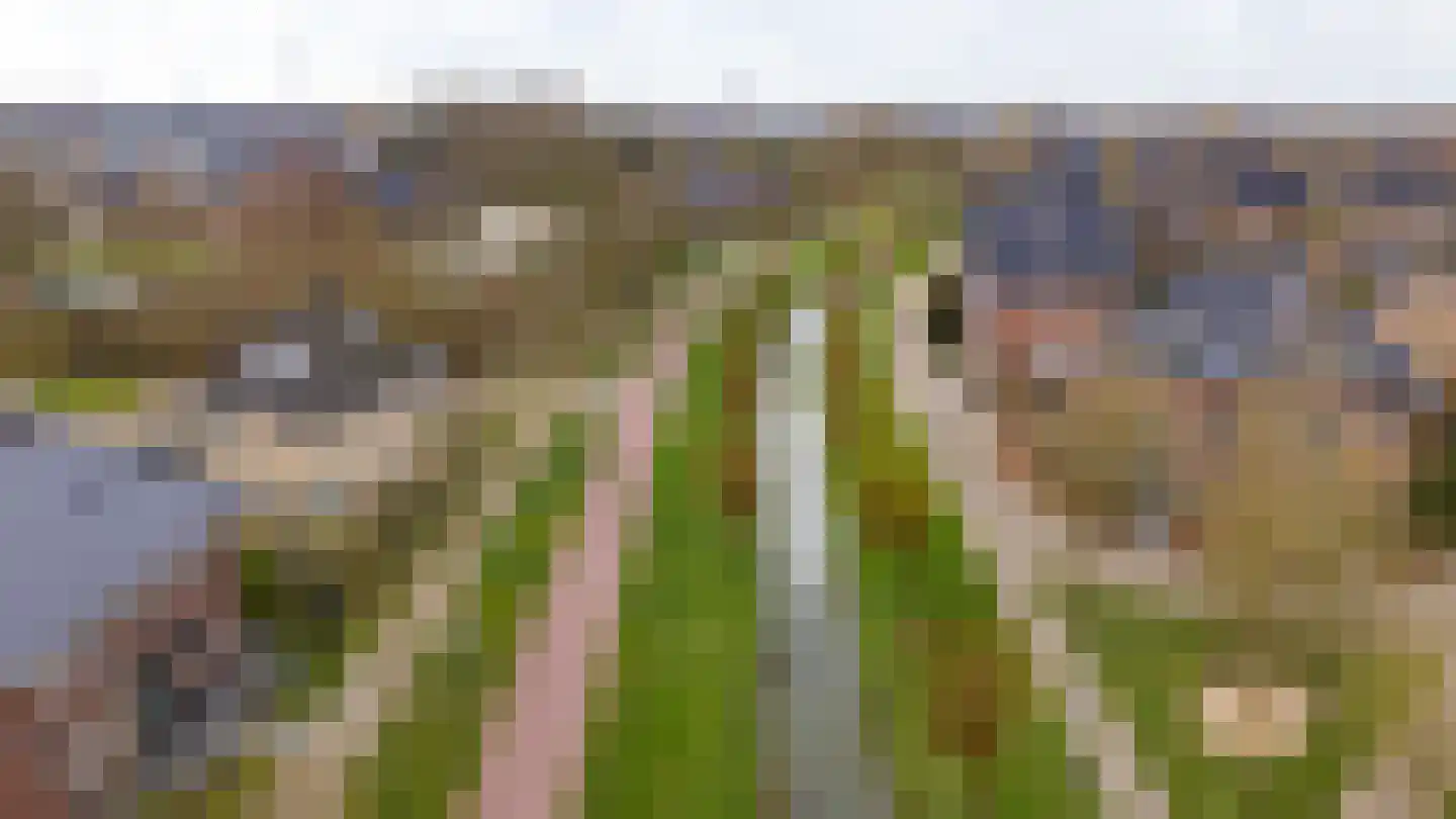 Edelsteen 66 Houten thumbnail 51