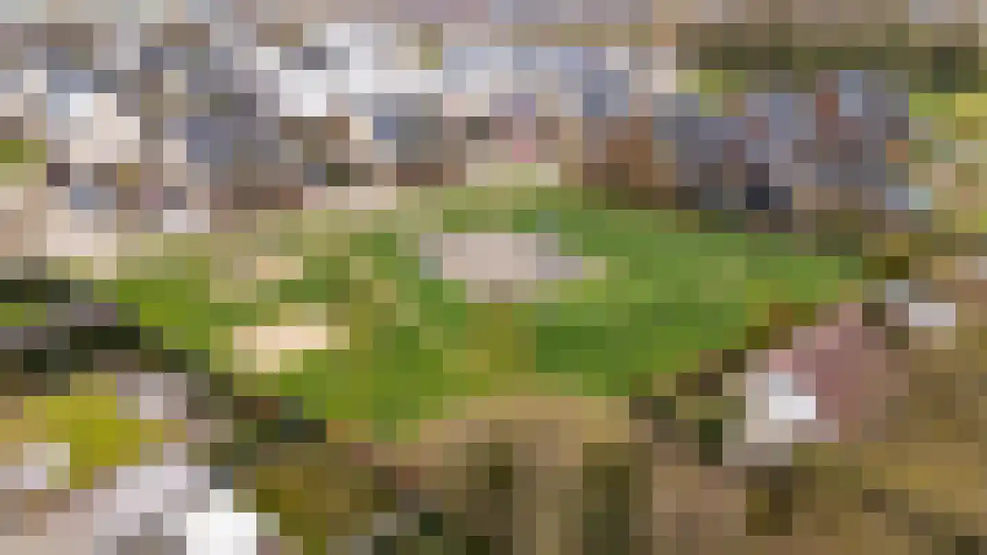 Edelsteen 66 Houten thumbnail 52