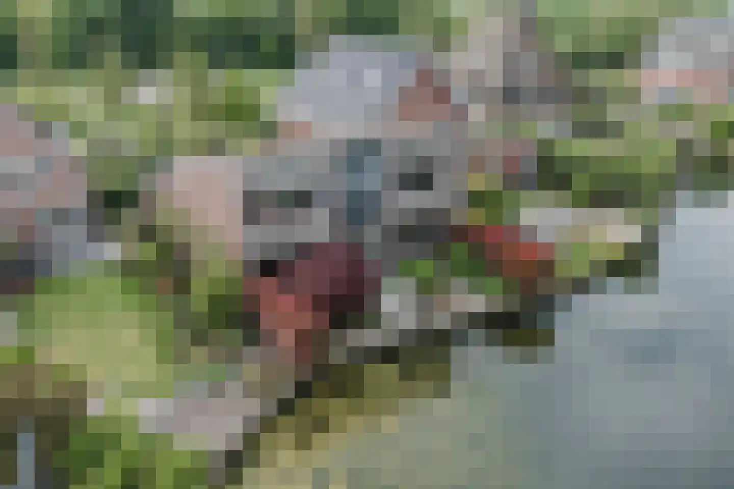 Edmund Nicklaan 12 Vleuten thumbnail 34