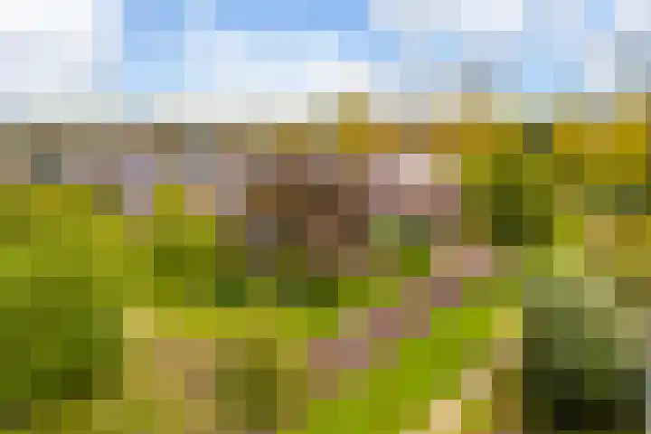 Edmund Nicklaan 6 Vleuten thumbnail 54