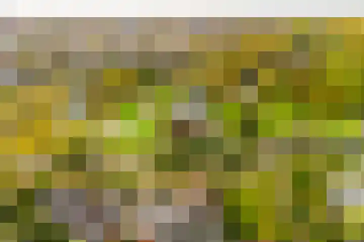 Edmund Nicklaan 6 Vleuten thumbnail 56