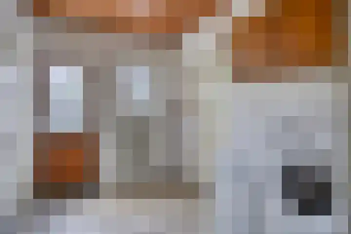 Edmundus van Dintherstraat 15 Heeswijk-Dinther thumbnail 20