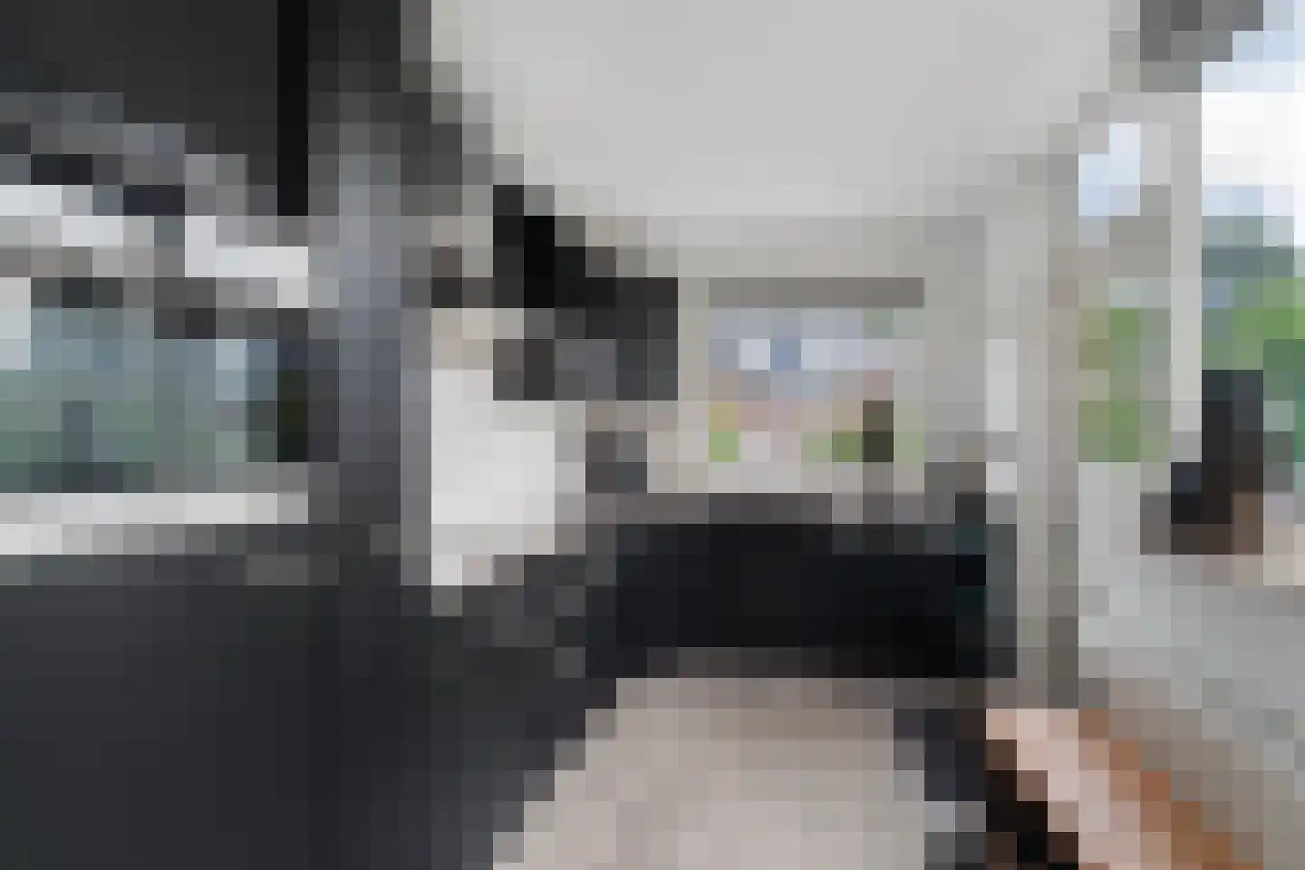 Eduard van Beinumlaan 18 Dieren thumbnail 11