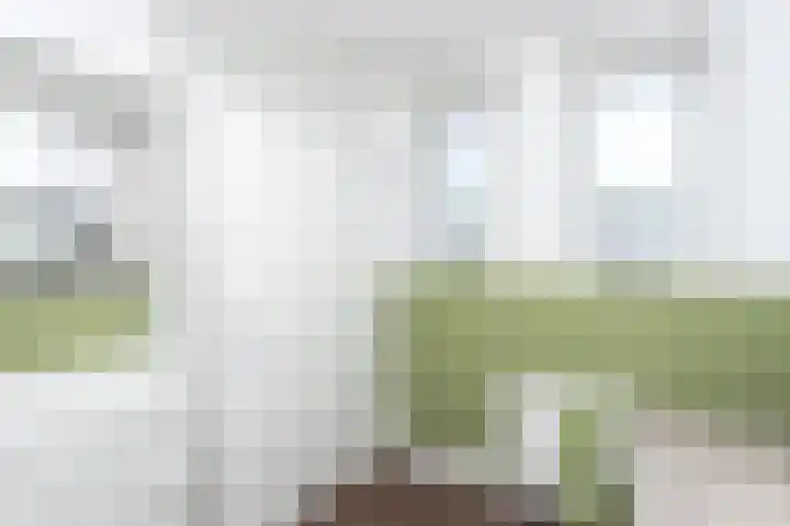 Eduard Wintgensstraat 46 Brunssum thumbnail 17