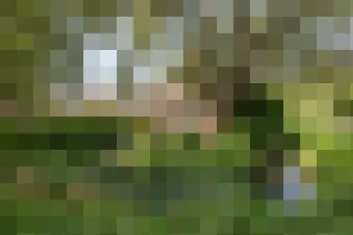 Edzemaheerd 38 Groningen thumbnail 39