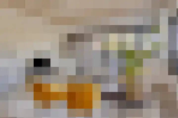 Eekbrouwersweg 6 A 's-Hertogenbosch thumbnail 4