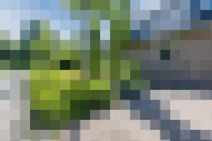 Eekhoorn 14 Hoogeveen thumbnail 109