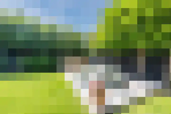Eekhoorn 14 Hoogeveen thumbnail 87