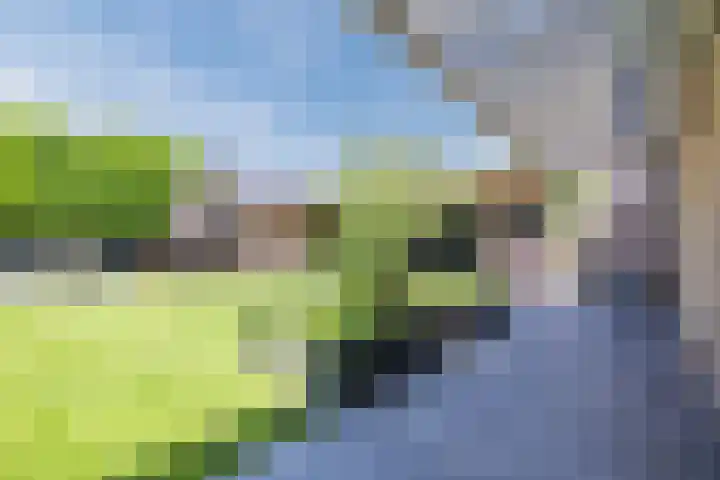 Eekhoorn 14 Hoogeveen thumbnail 98