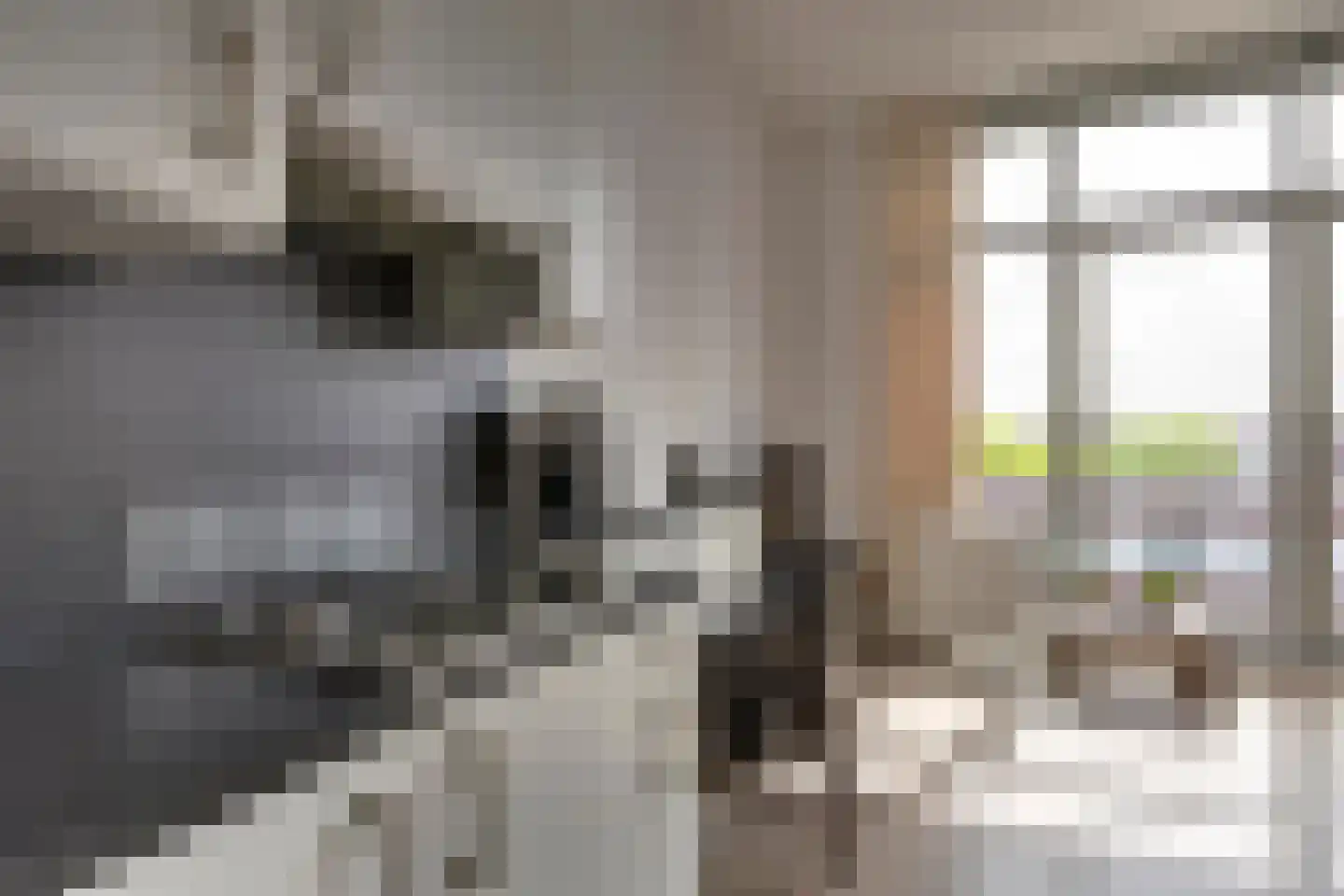 Eekhoorn 23 Veldhoven thumbnail 13
