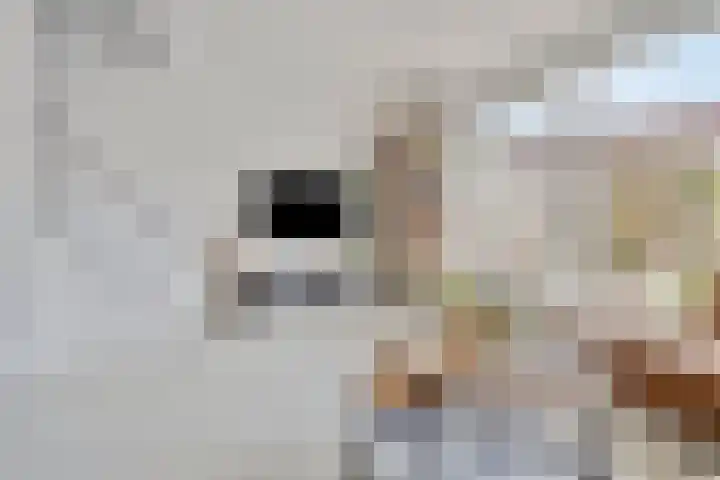 Eekhoorn 41 Veldhoven thumbnail 7