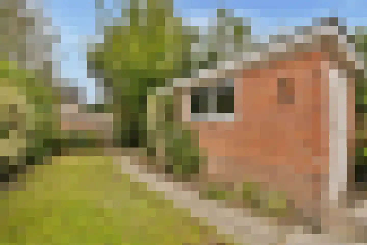 Eekhoornlaan 48 Den Dolder thumbnail 15
